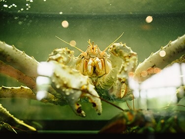 Crabs weekend в Вилла Ривьера