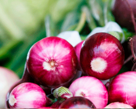 Цибуля червона